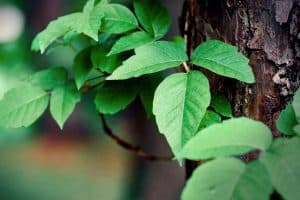 how to get rid of poison ivy