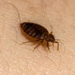 how to check for bed bugs